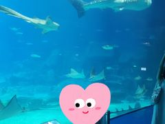 -珠海长隆海洋王国