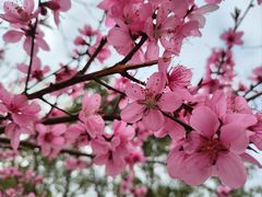 -南汇桃花村