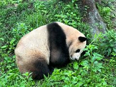 -都江堰中华大熊猫苑