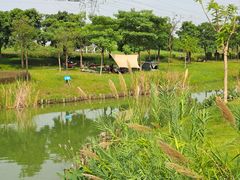 -王借岗森林公园