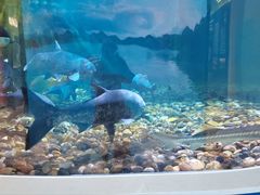 -千岛湖鱼味馆(十字街总店)