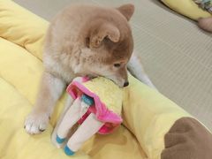 -逗柴咖啡屋·狗咖猫咖宠物桌游