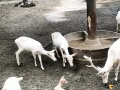 -成都动物园