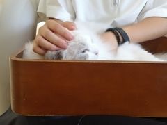 -藏猫猫咖啡主题馆(中央大道店)