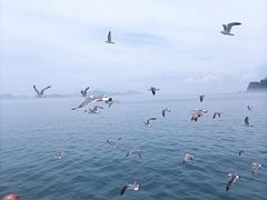 -海驴岛(荣成市)