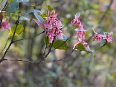 -梧桐山风景名胜区