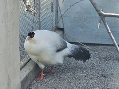 -青藏高原野生动物园