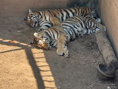-西霞口神雕山野生动物世界