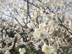 -香雪海