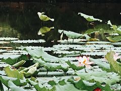 -八卦田遗址公园