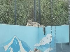 -青藏高原野生动物园