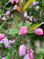 -后宫·古装汉服京剧儿童亲子全家福摄影