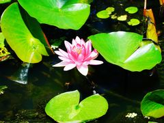 -池杉湖湿地公园