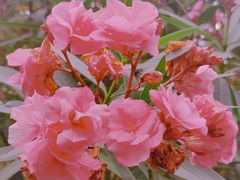 -陈家山荷花公园