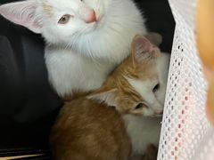 -北京观赏动物医院·24小时大型综合·猫专科·异宠专科