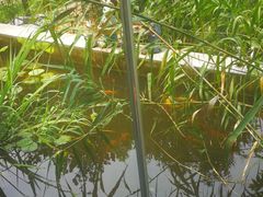 -谷咖啡·鲜花绿植花园餐厅