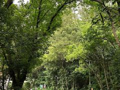 -深圳仙湖植物园