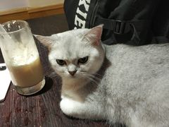 -滚猫咖啡·猫咖·猫友好撸猫(未来城店)