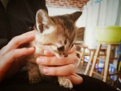 小喵咪-Summer House夏莫手工坊团建活动(世博源店)