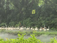 -广州长隆飞鸟乐园