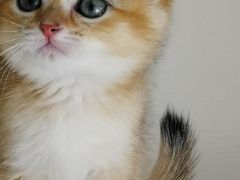 -东方名猫馆·英短金渐层布偶猫舍(环线广场1号楼店)