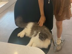 -飞行喵MR PILOT|猫舍·猫咖(静安大融城店)
