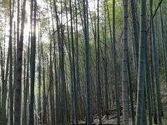 -午潮山国家森林公园