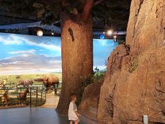 -陕西自然博物馆