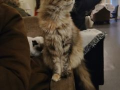 -猫色咖啡·猫咖