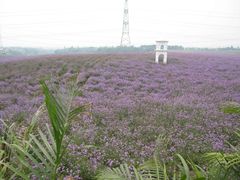 景点-紫颐香薰山谷景区