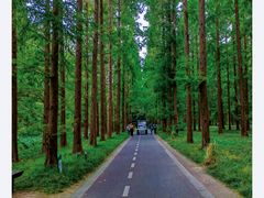 -黄海国家森林公园