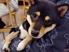 -喜柴咖啡·柴犬狗咖