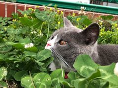 -山珍王国·云南野生菌石锅鱼