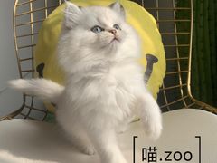 -喵zoo家庭繁育猫舍(尖东智能花园店)
