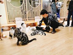 -猫和宫(六道口店)