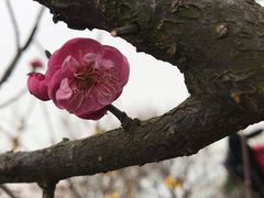 -香雪海