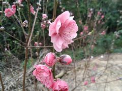 -南国桃园旅游度假区