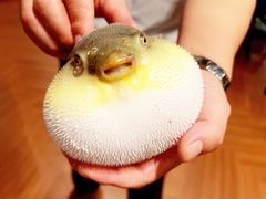 -肆月河豚·新淮扬(金融街店)