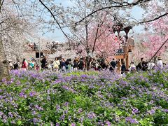 -东湖磨山景区樱花园-停车场