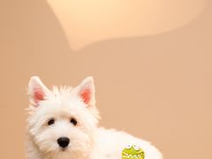 -肆俩肖像STUDIO(宝山万达店)