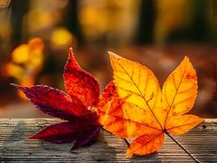 -雾与山茶(大禹城店)