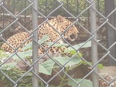 -大连森林动物园