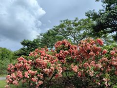 -中国科学院西双版纳热带植物园