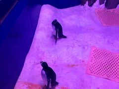 -暹罗海洋世界