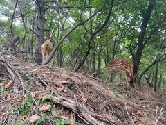 -大连森林动物园