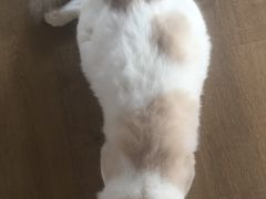 -东方名猫馆·英短金渐层布偶猫舍(环线广场1号楼店)