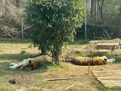 -苏州上方山国家森林公园