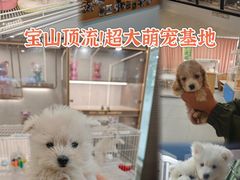 -翊宠yipet猫狗购宠庄园犬舍•猫舍