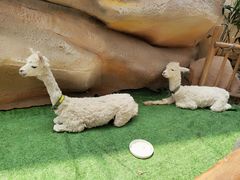 -杭州开元森泊度假乐园