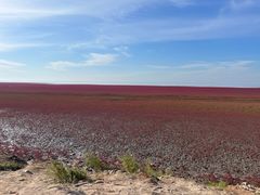 -红海滩国家风景廊道